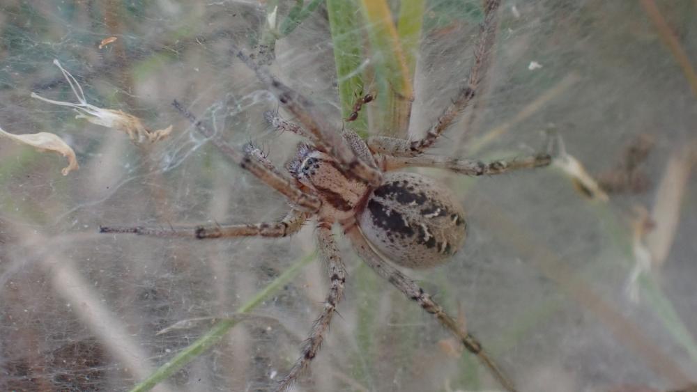 Agélène à labyrinthe Agelena labyrinthica (Clerck, 1758)