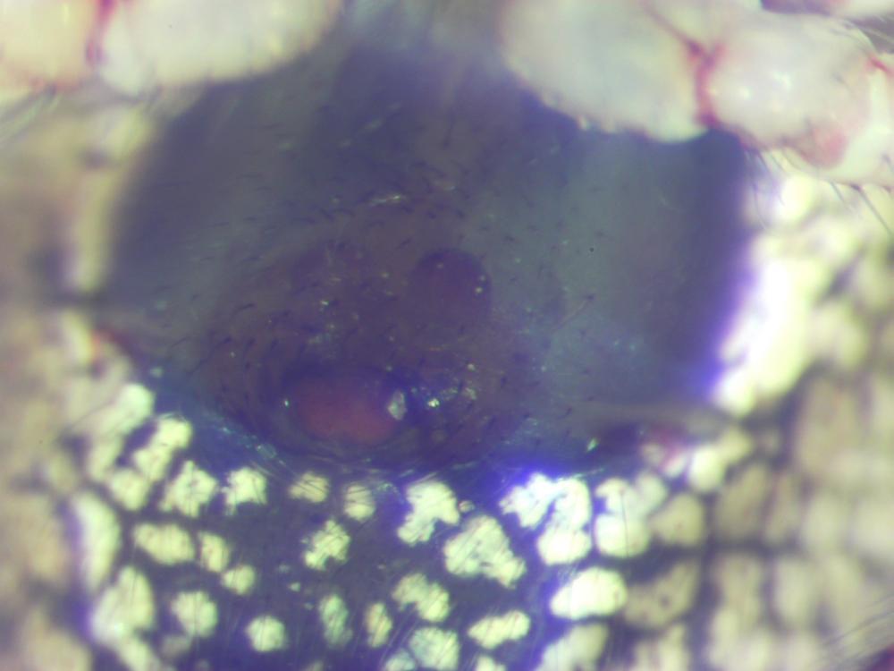  Theridion pinastri L. Koch, 1872
