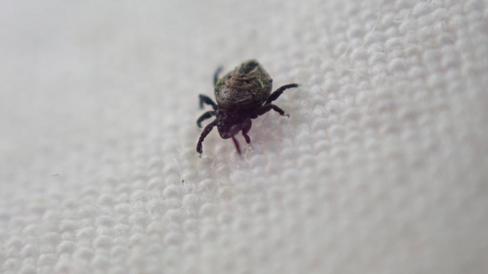 Neoliodidae Sellnick, 1928