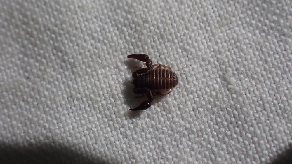 Le  sp. Chernetidae Menge sp.