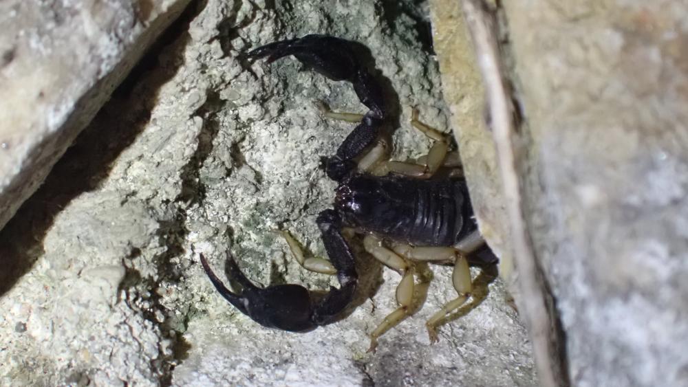 Euscorpius flavicaudis (De Geer, 1778)