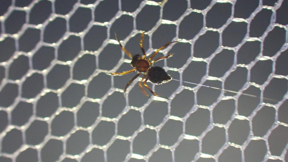  Euryopis episinoides (Walckenaer, 1847)