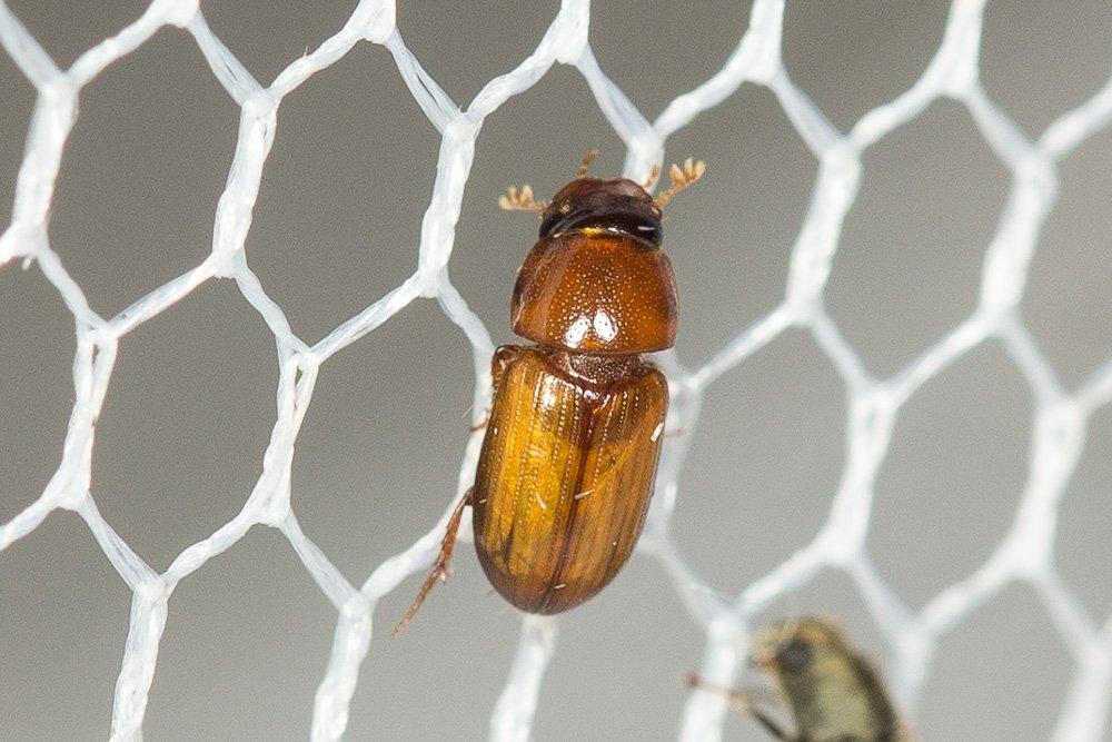 Subrinus sturmi (Harold, 1870)