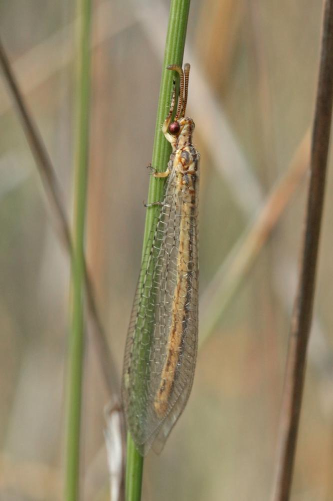  Macronemurus appendiculatus (Latreille, 1807)