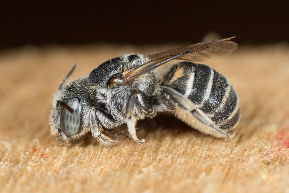 Hoplitis annulata (Latreille, 1811)