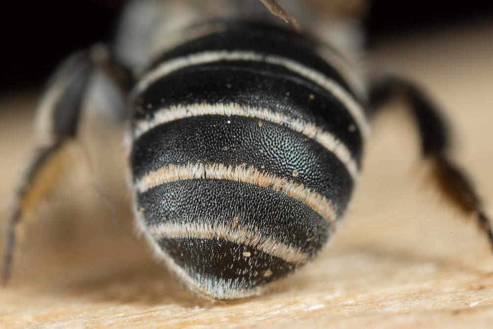  Hoplitis annulata (Latreille, 1811)