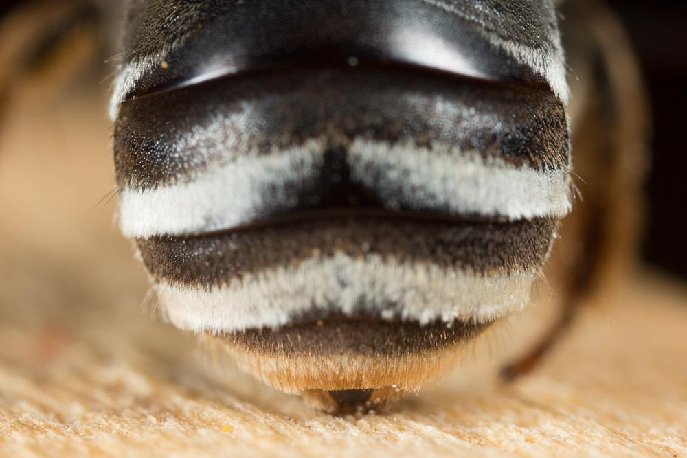 Eucera clypeata Erichson, 1835