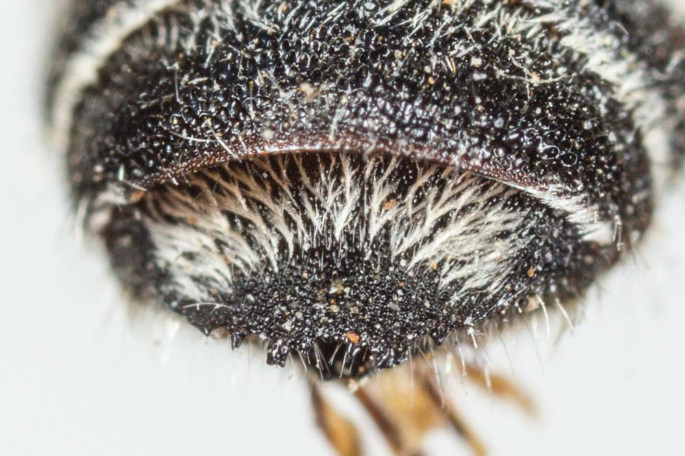  Megachile melanogaster Eversmann, 1852
