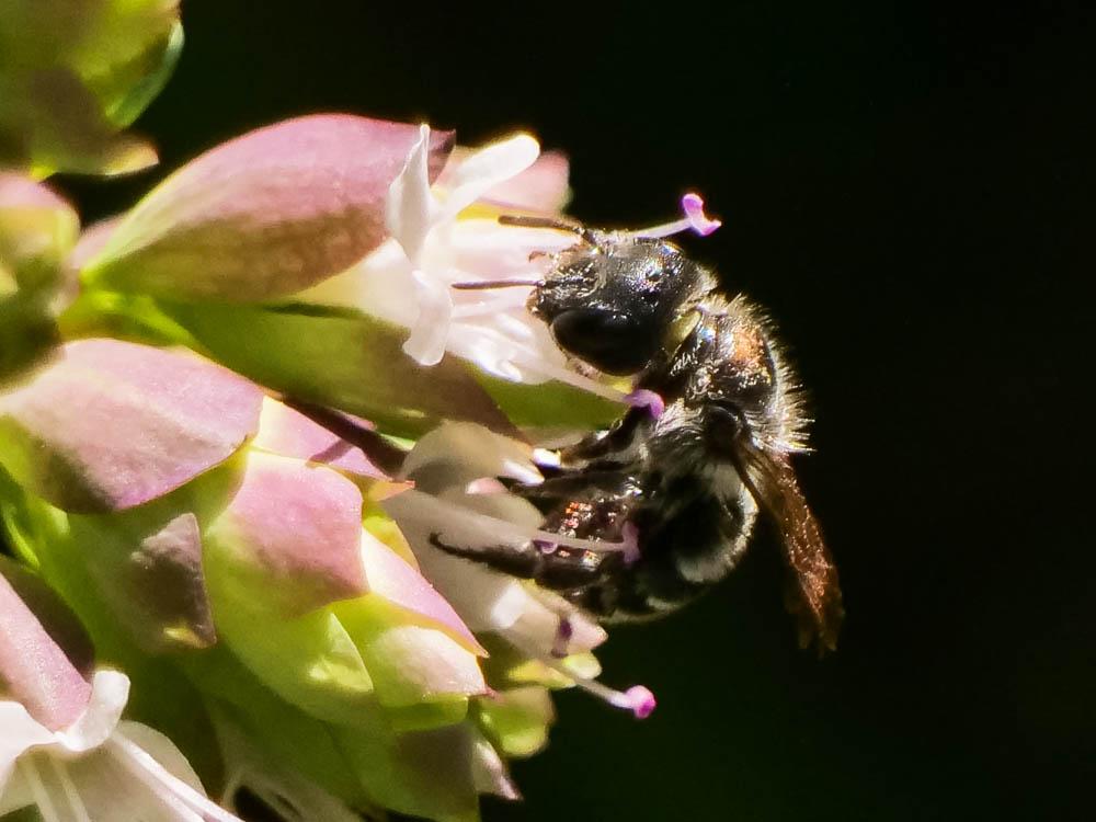 Osmia Panzer, 1806
