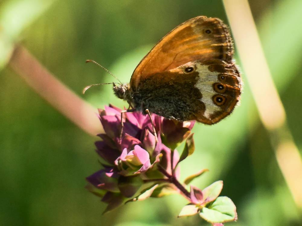 Céphale (Le), Arcanie (L') Coenonympha arcania (Linnaeus, 1760)
