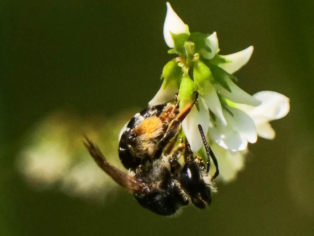 Andrena Fabricius, 1775