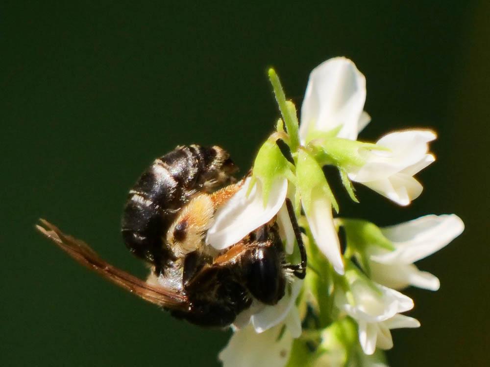  Andrena Fabricius, 1775