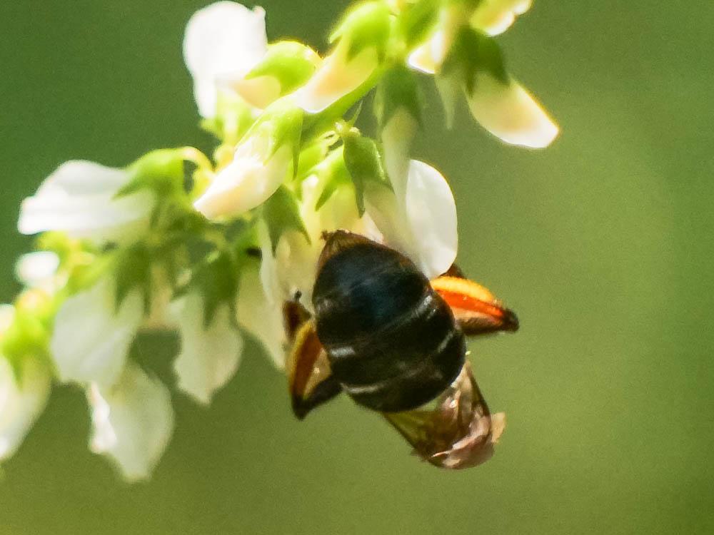  Andrena Fabricius, 1775