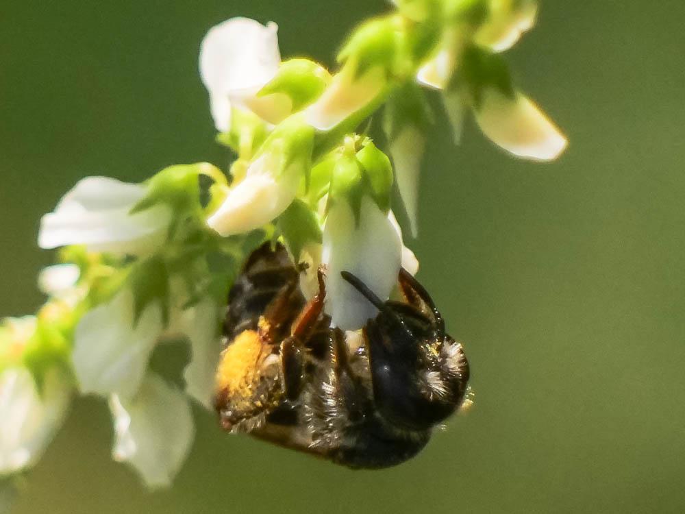 Andrena Fabricius, 1775