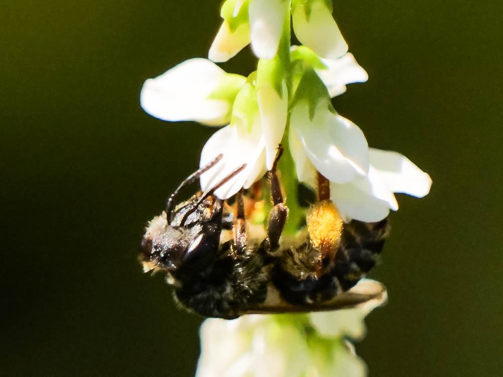 Andrena Fabricius, 1775