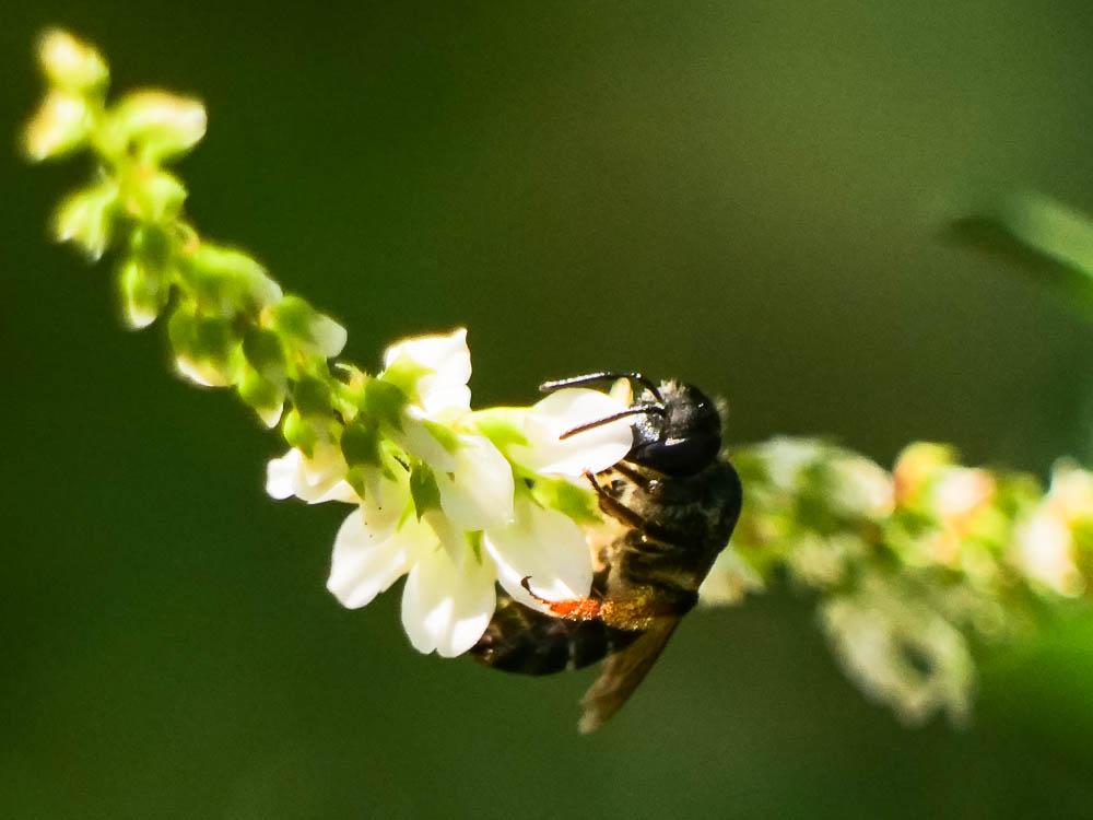 Andrena Fabricius, 1775