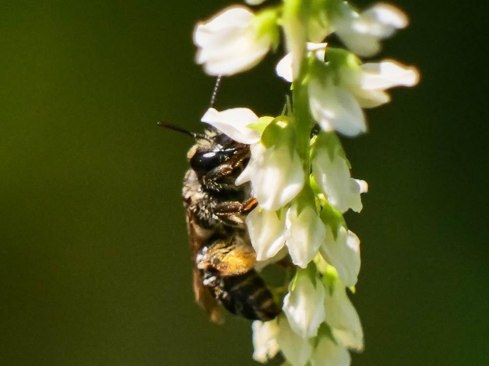 Andrena Fabricius, 1775