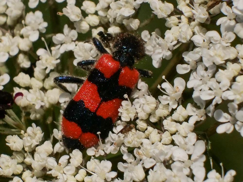 Clairon des abeilles Trichodes apiarius (Linnaeus, 1758)