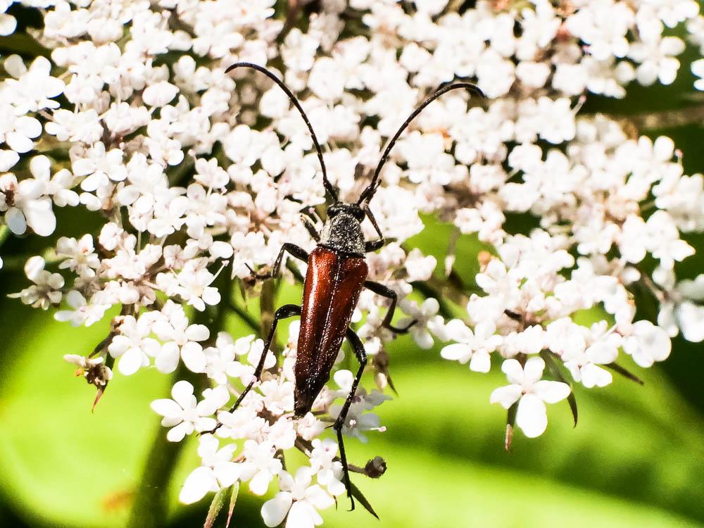 Stenurella bifasciata (Müller, 1776)