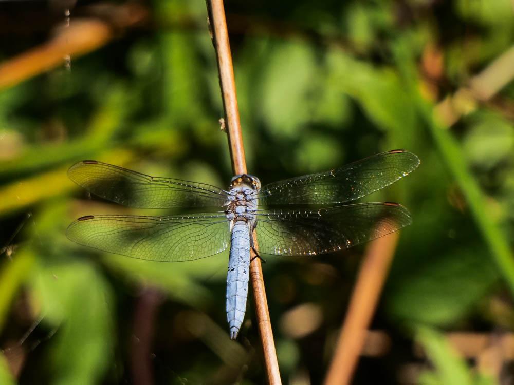 Orthétrum brun (L') Orthetrum brunneum (Boyer de Fonscolombe, 1837)