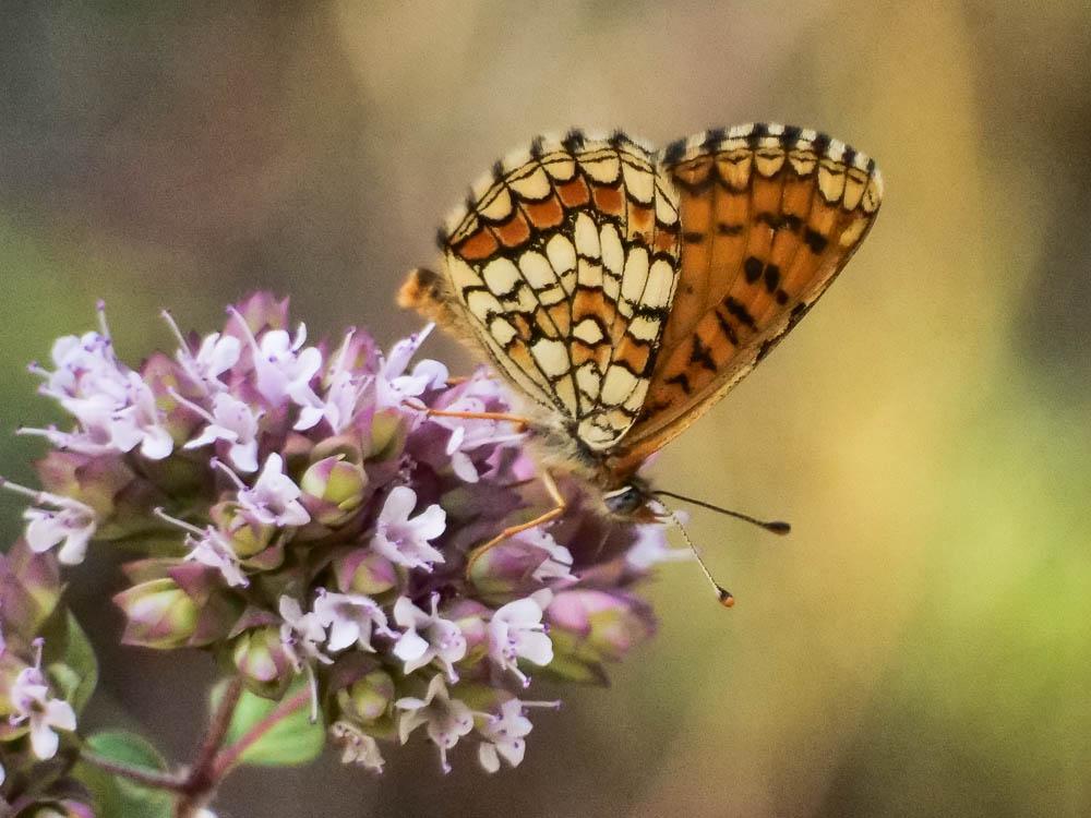 Mélitée des Linaires (La) Melitaea deione (Geyer, 1832)