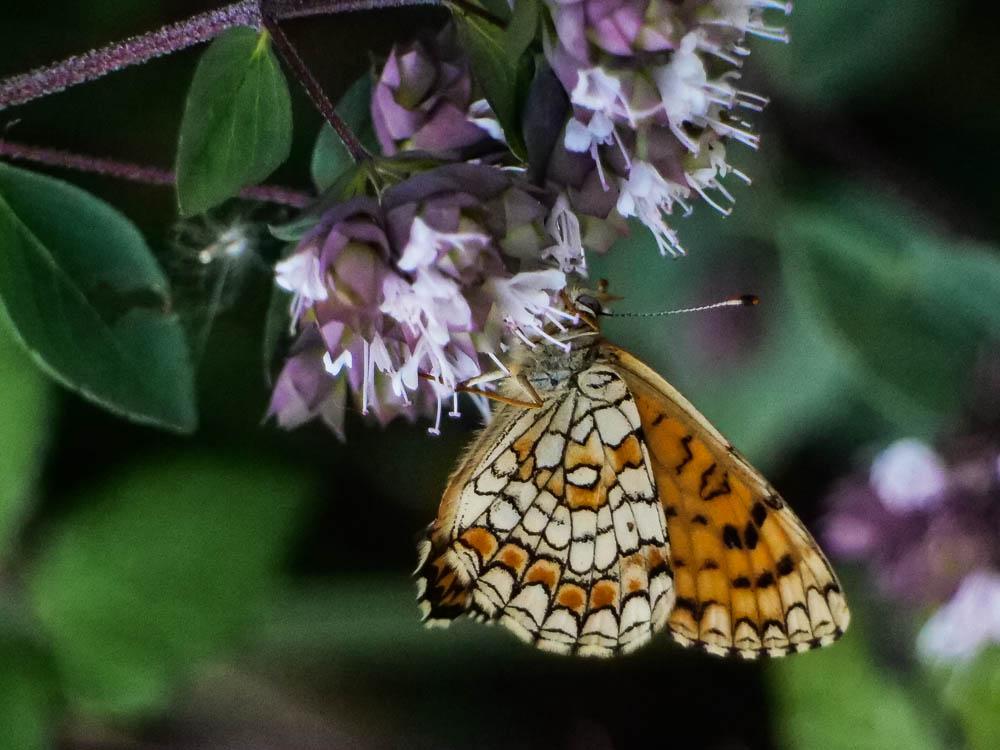 Mélitée des Linaires (La) Melitaea deione (Geyer, 1832)