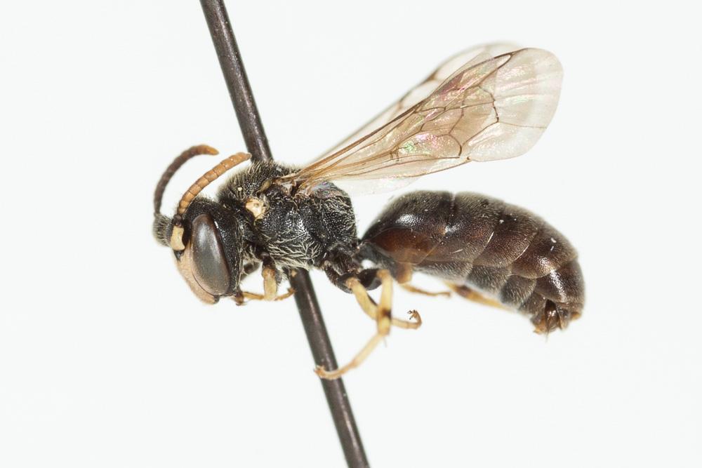 Hylaeus annularis (Kirby, 1802)
