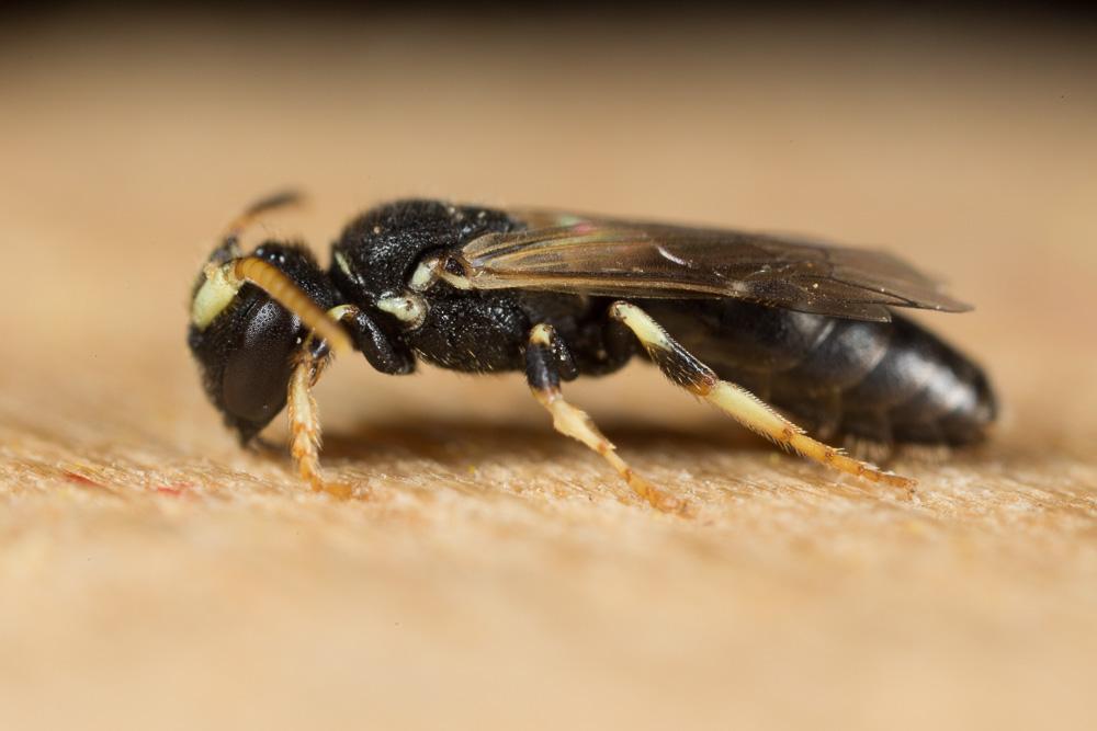 Hylaeus cornutus Curtis, 1831