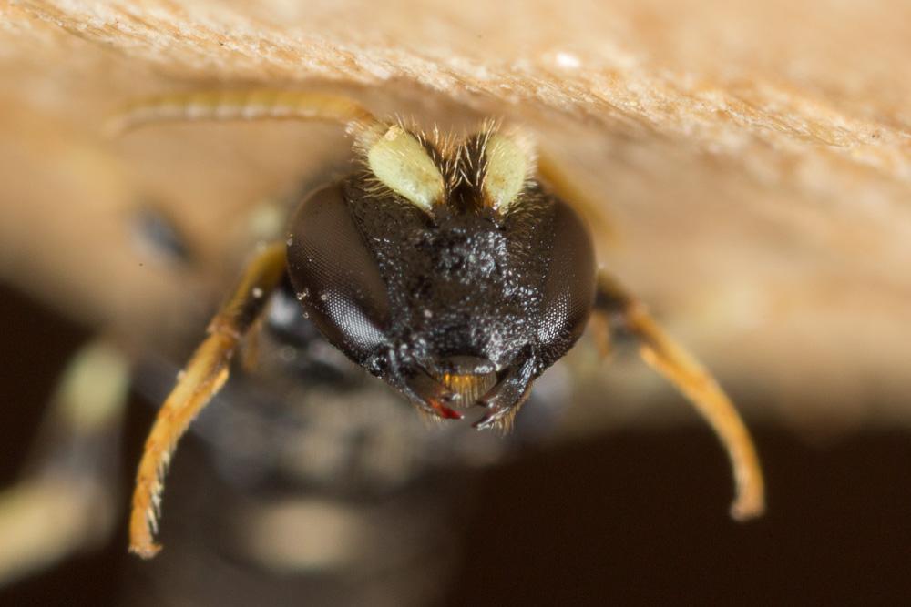 Hylaeus cornutus Curtis, 1831