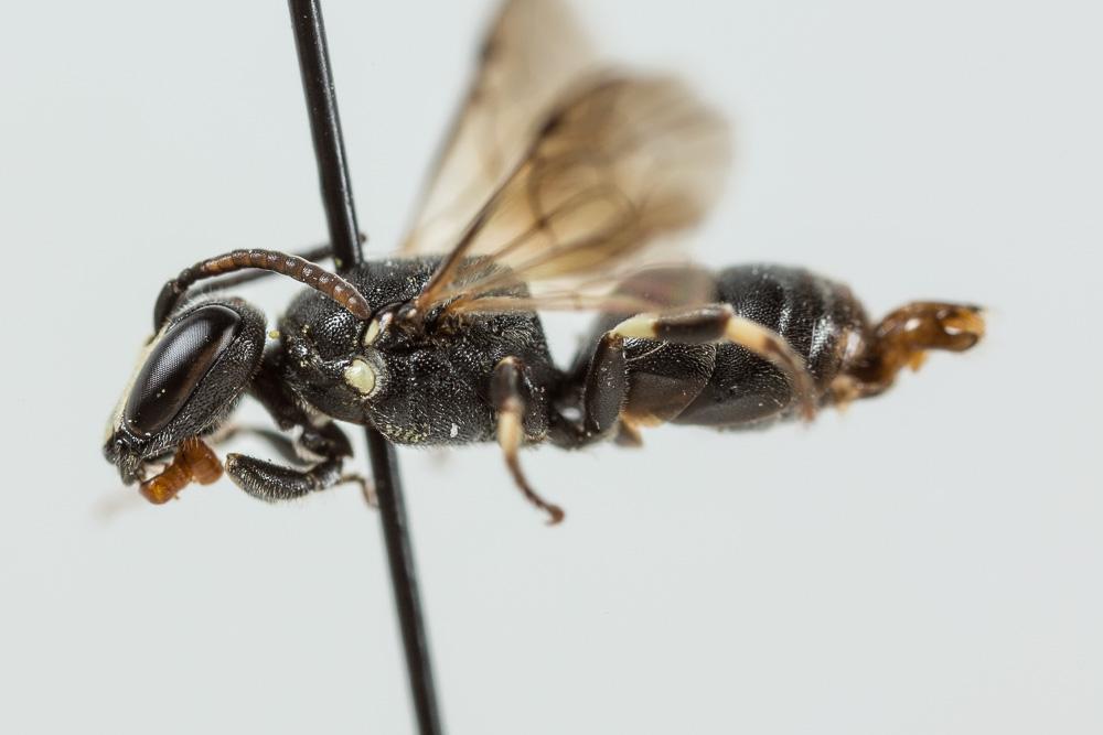  Hylaeus angustatus (Schenck, 1861)