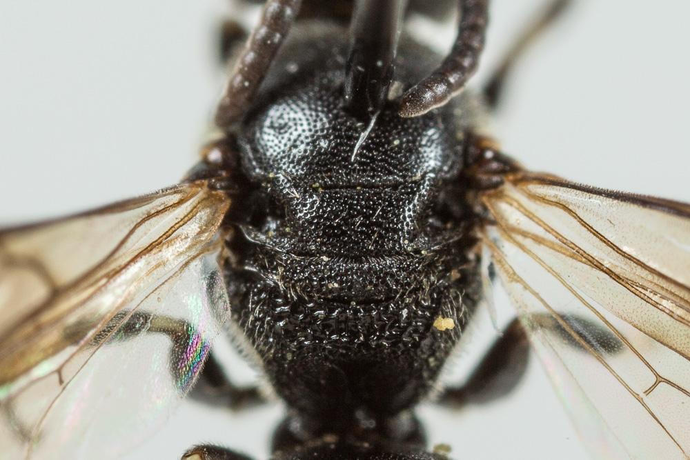 Hylaeus angustatus (Schenck, 1861)
