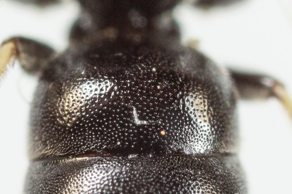  Hylaeus angustatus (Schenck, 1861)