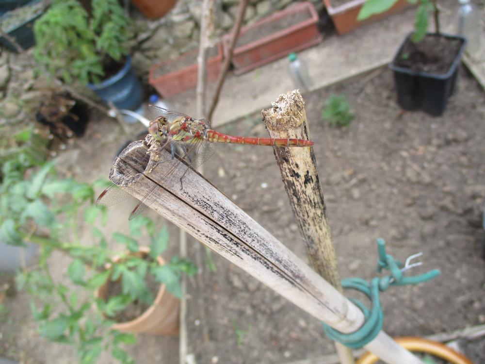 Sympétrum fascié (Le) Sympetrum striolatum (Charpentier, 1840)