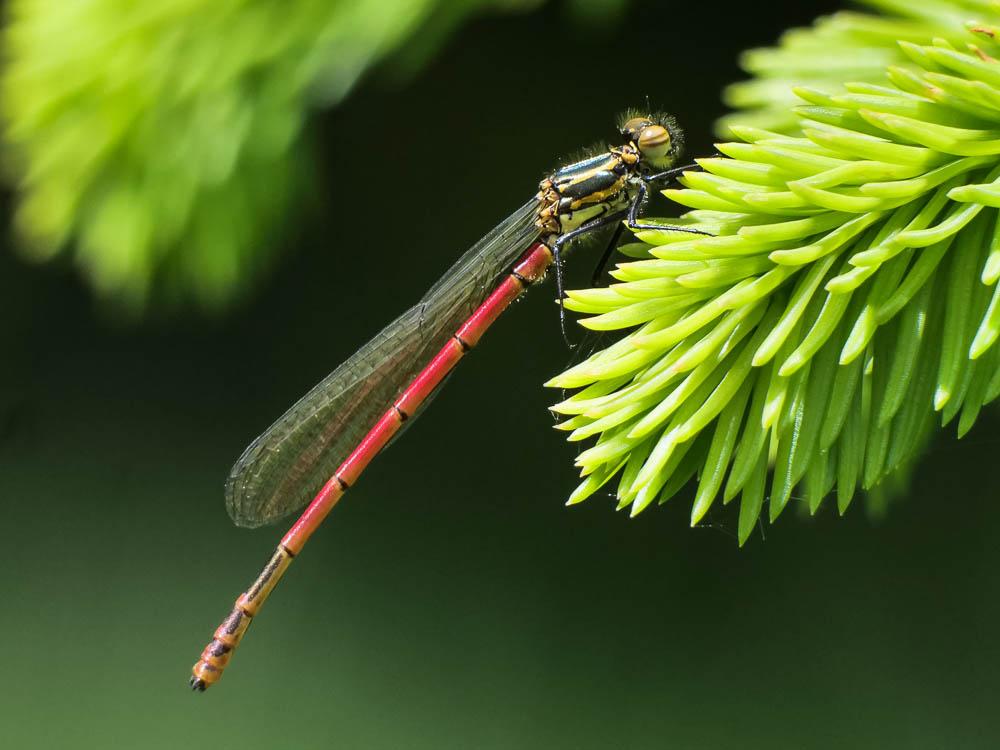 Petite nymphe au corps de feu (La) Pyrrhosoma nymphula (Sulzer, 1776)