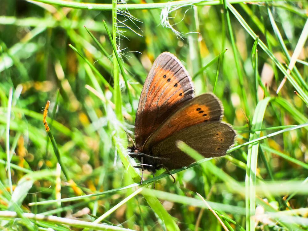 Moiré de la Canche (Le), Moiré alpestre (Le) Erebia epiphron (Knoch, 1783)