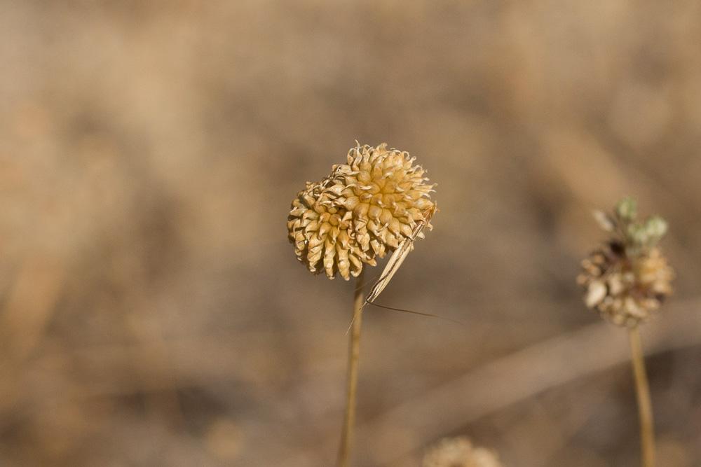 Ail des vignes, Oignon bâtard Allium vineale L., 1753