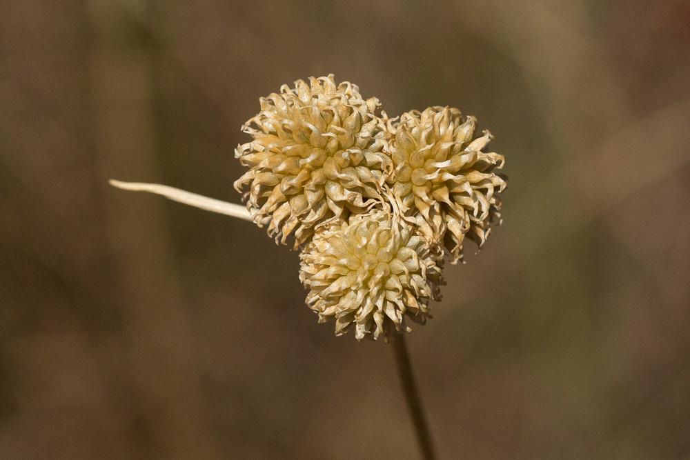Ail des vignes, Oignon bâtard Allium vineale L., 1753