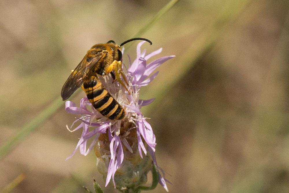 Halictus scabiosae (Rossi, 1790)