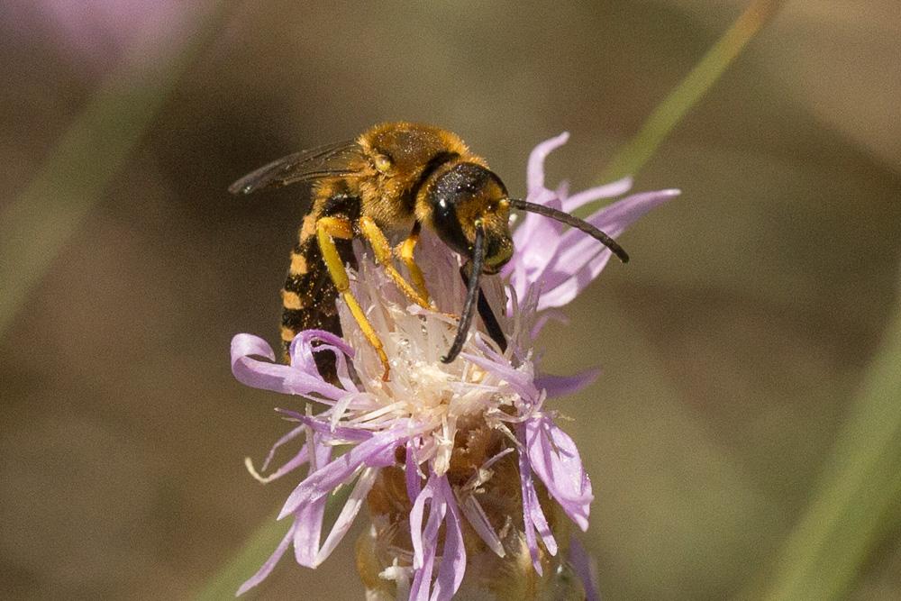  Halictus scabiosae (Rossi, 1790)