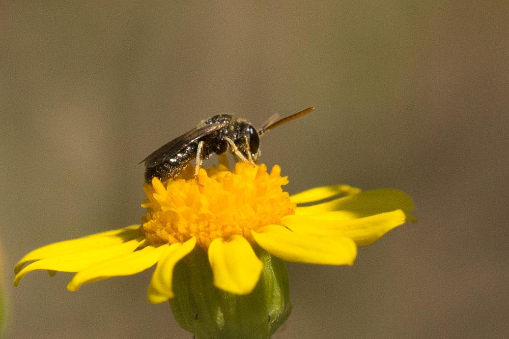 Lasioglossum Curtis, 1833