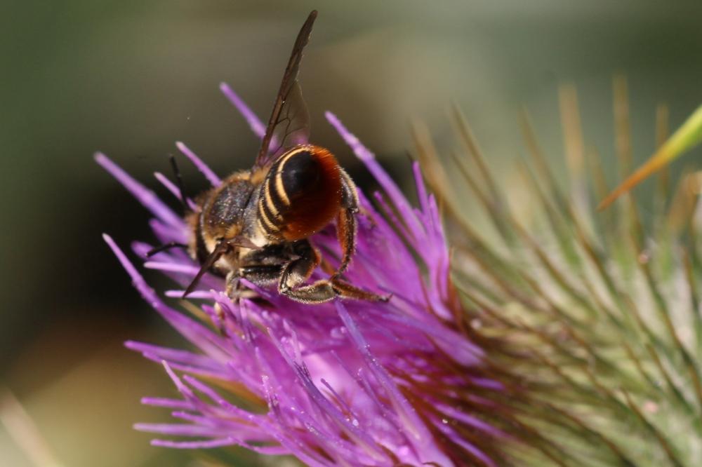 Megachile pilicrus Morawitz, 1877
