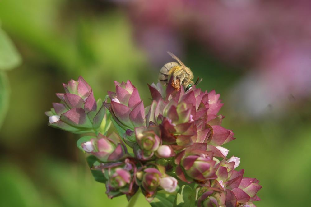 Vestitohalictus pollinosus (Sichel, 1860)