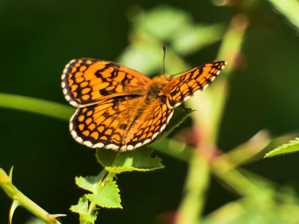 Mélitée du Mélampyre (La), Damier Athalie (Le) Melitaea athalia (Rottemburg, 1775)