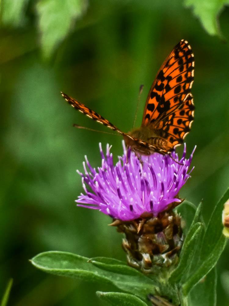Petite Violette (La), Nacré violet (Le) Boloria dia (Linnaeus, 1767)