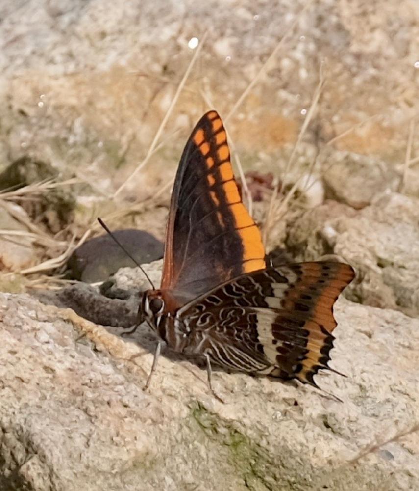 Le Nymphale de l'Arbousier (La), Jason (Le), Pacha à  Charaxes jasius (Linnaeus, 1767)