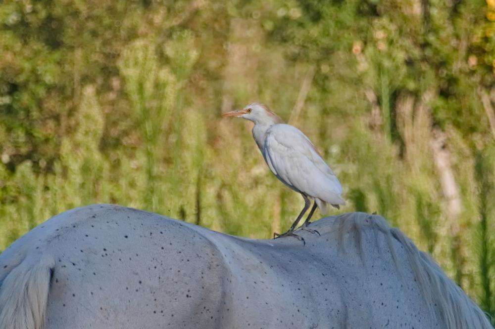 Héron garde-boeufs Bubulcus ibis (Linnaeus, 1758)