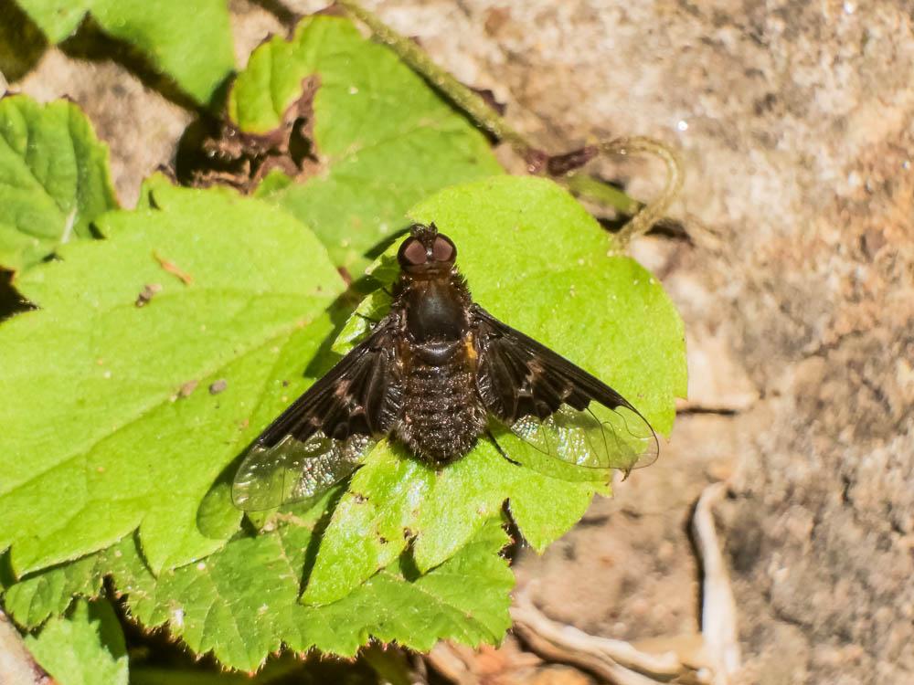 Hemipenthes morio (Linnaeus, 1758)