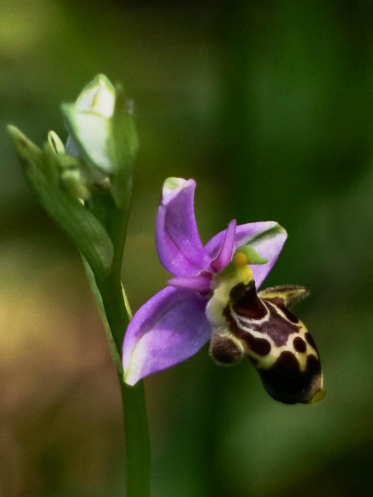 Ophrys bécasse Ophrys scolopax Cav., 1793