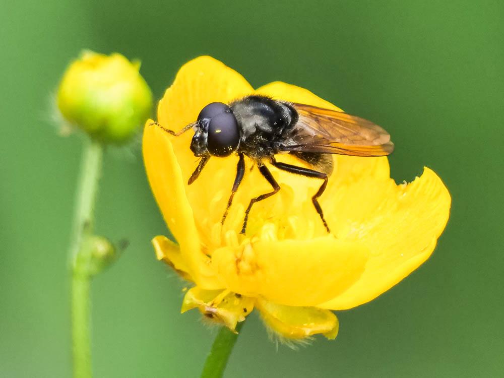  Cheilosia caerulescens (Meigen, 1822)