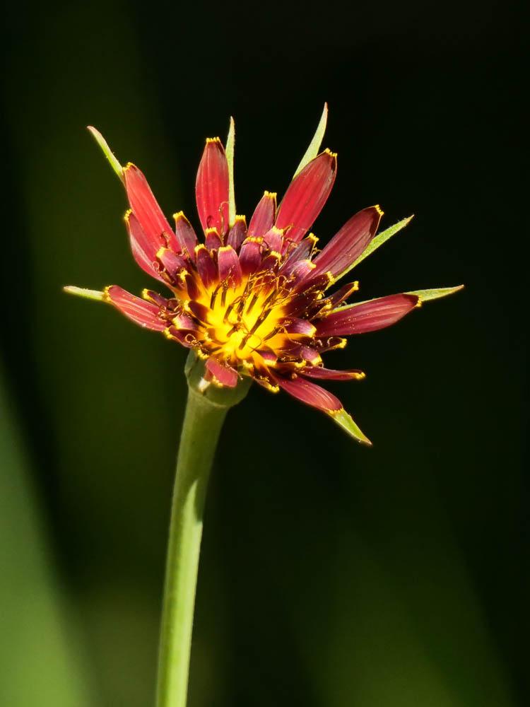 Salsifis à feuilles de crocus Tragopogon crocifolius L., 1759